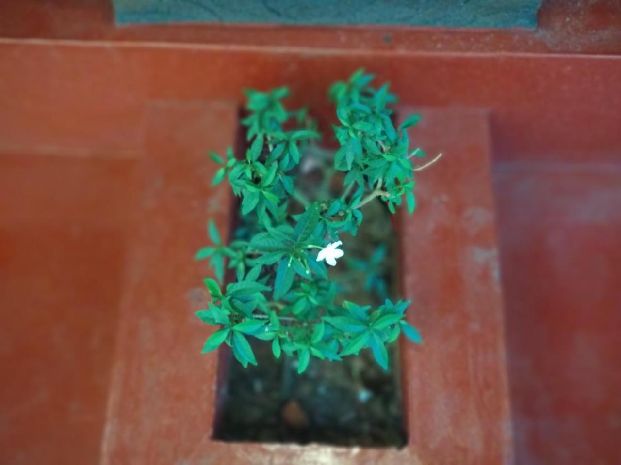 Marari Adonis Beach Villa Mararikulam Luaran gambar
